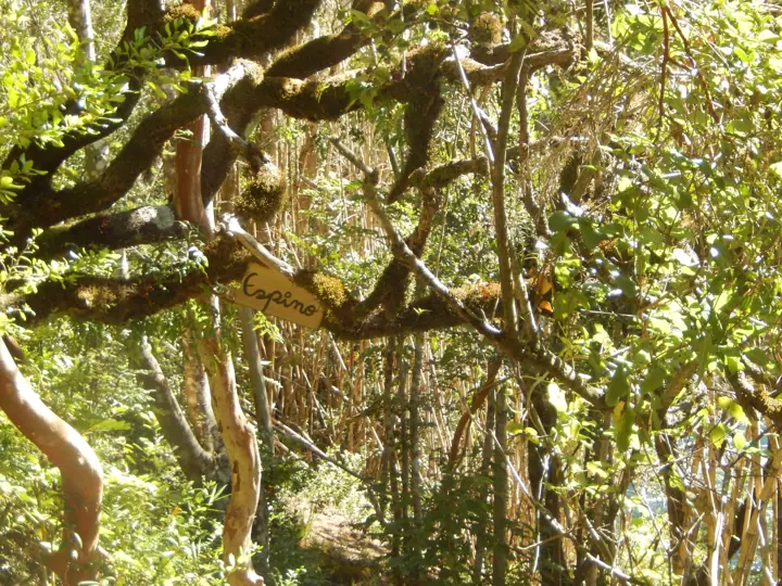 El parque · Kari Mapu Park, Pucón