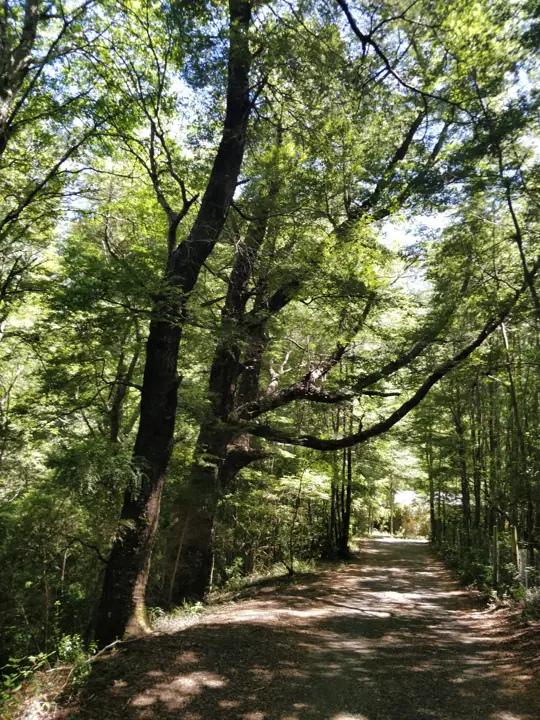 El parque · Kari Mapu Park, Pucón